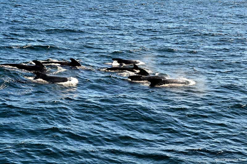 www.NordicWannabe.com Sortland, Walsafari, Wal Safari, Andenes, Lofoten, Andenes, Costa Kreuzfahrt Schiff neo Romantica