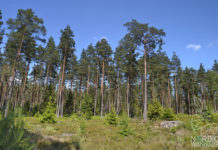 Wald, Natur, Schweden, Skandinavien, Blog