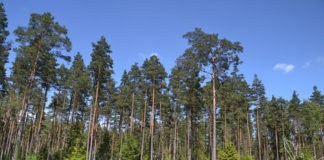 Wald, Natur, Schweden, Skandinavien, Blog