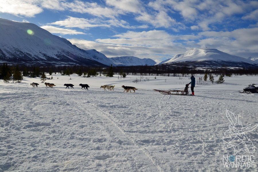 Huskies, Schlittenhunde, Tromso, Tromsø Safari, Farm, Rentiere, Schlittenhund, AIDAcara, Kreuzfahrt, Norwegen, Nordnorwegen, Skandinavien, Blog, Blogger, Schnee, Berge, Streicheln,
