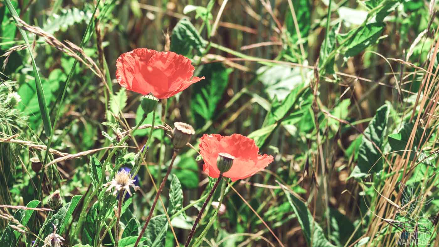 Mittsommer Rituale, Mittsommer Bräuche, Blumenkranz_Foto-7-2, Wildblumen