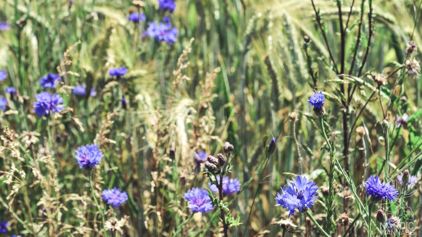 Mittsommer Rituale, Mittsommer Bräuche, Blumenkranz_Foto-7-2, Wildblumen