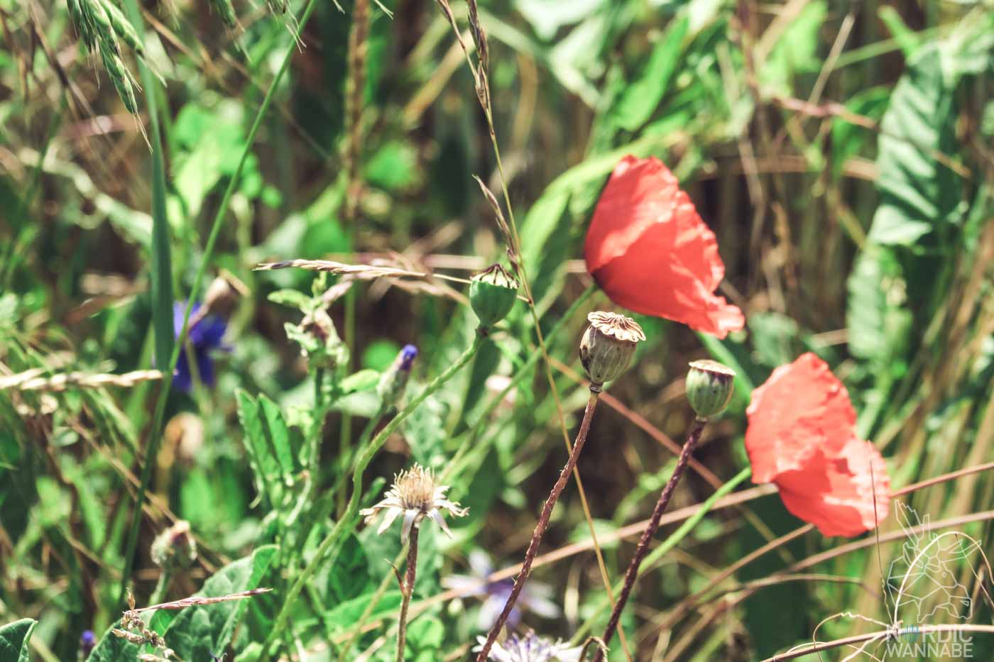 Mittsommer Rituale, Mittsommer Bräuche, Blumenkranz_Foto-7-2, Wildblumen