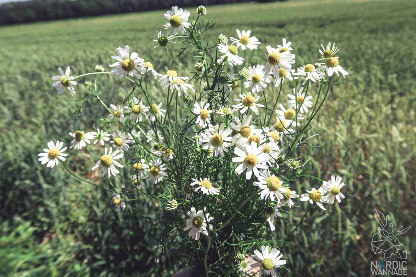 Mittsommer Rituale, Mittsommer Bräuche, Blumenkranz_Foto-7-2