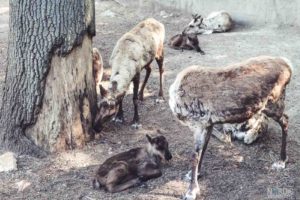 Rentier, Zoo Osnabrück, Tierpatenschaft, Skandinavien, Nordeuropa, Finnland, Schweden, Norwegen