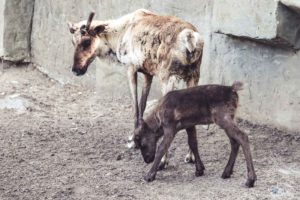 Rentier, Zoo Osnabrück, Tierpatenschaft, Skandinavien, Nordeuropa, Finnland, Schweden, Norwegen