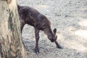 Rentier, Zoo Osnabrück, Tierpatenschaft, Skandinavien, Nordeuropa, Finnland, Schweden, Norwegen