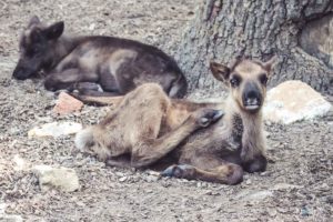 Rentiere, Zoo Osnabrück, Tierpatenschaft, Skandinavien, Nordeuropa, Finnland, Schweden, Norwegen