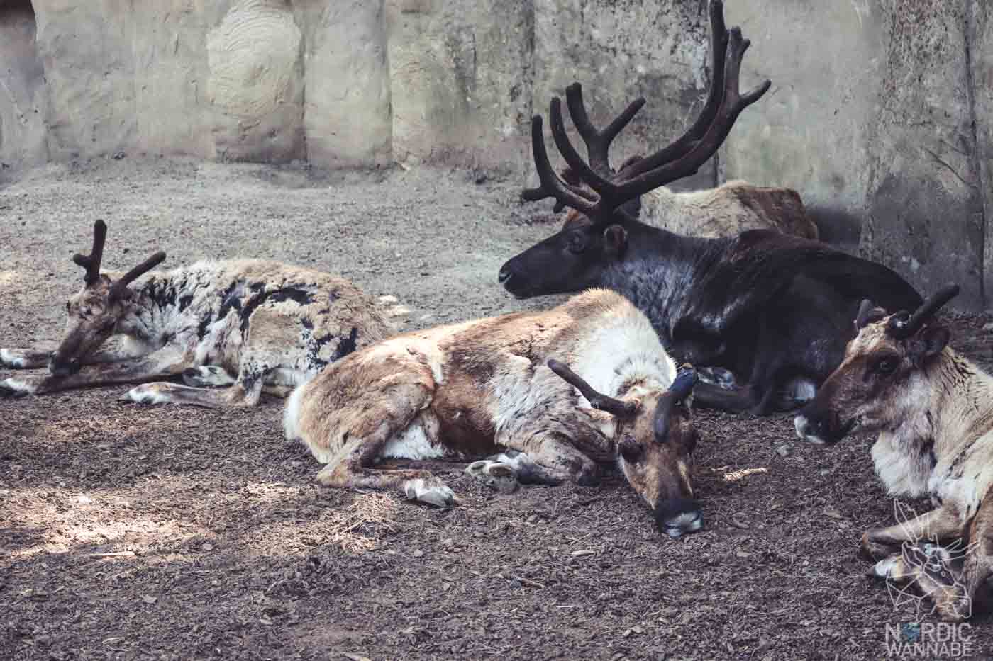 Rentiere, Zoo Osnabrück, Tierpatenschaft, Skandinavien, Nordeuropa, Finnland, Schweden, Norwegen