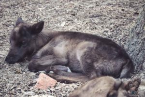 Rentier, Zoo Osnabrück, Tierpatenschaft, Skandinavien, Nordeuropa, Finnland, Schweden, Norwegen