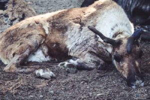 Rentier, Zoo Osnabrück, Tierpatenschaft, Skandinavien, Nordeuropa, Finnland, Schweden, Norwegen