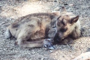 Rentier, Zoo Osnabrück, Tierpatenschaft, Skandinavien, Nordeuropa, Finnland, Schweden, Norwegen