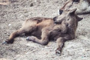 Rentier, Zoo Osnabrück, Tierpatenschaft, Skandinavien, Nordeuropa, Finnland, Schweden, Norwegen