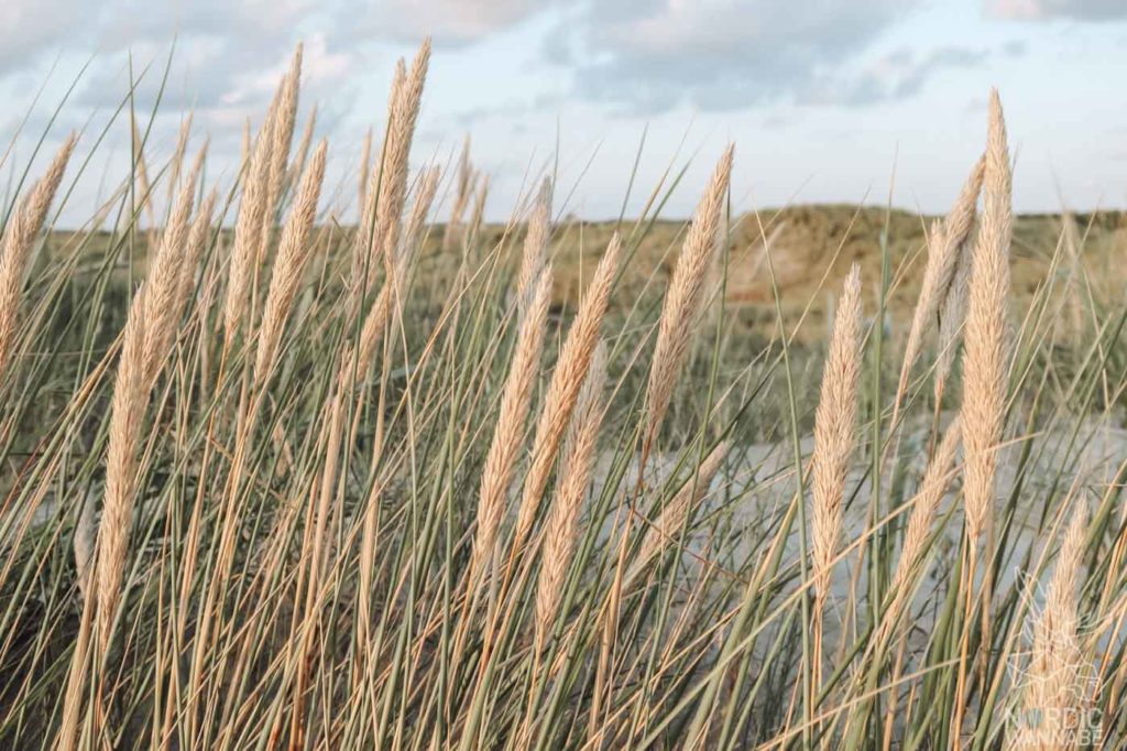 Rømø, Ribe, Vejers Strand Camping, dänische Nordsee Insel, Dänemark, Camping