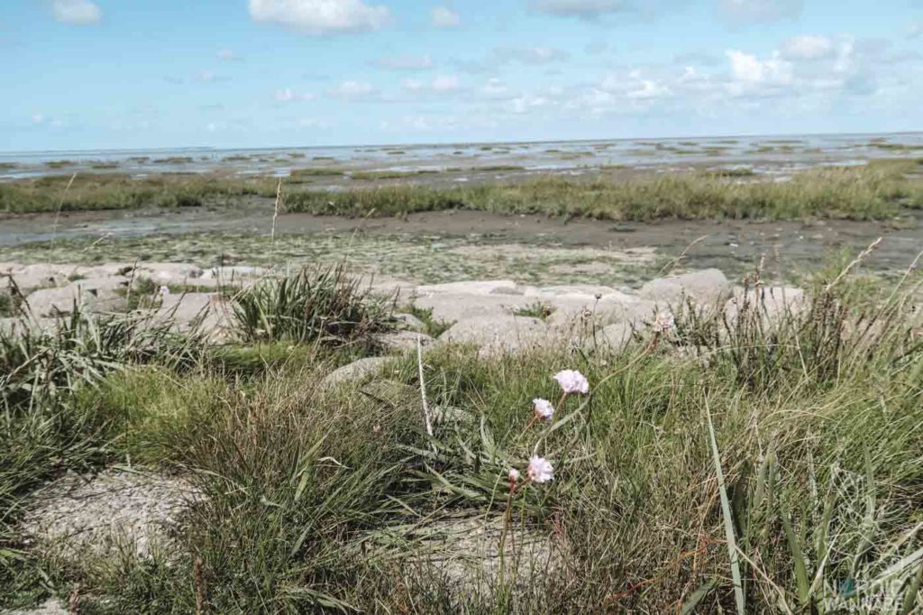 Rømø, Ribe, Vejers Strand Camping, dänische Nordsee Insel, Dänemark, Camping