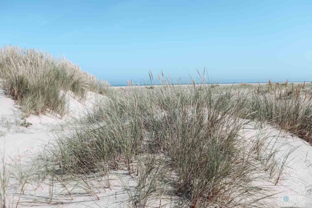 Nordjütland, Rubjerg Knude Fyr, Leuchtturm Dänemark, Skagen, Dänemark