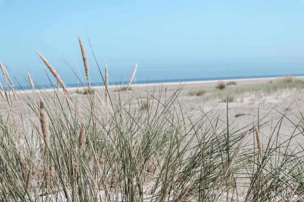 Nordjütland, Rubjerg Knude Fyr, Leuchtturm Dänemark, Skagen, Dänemark